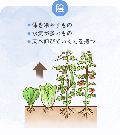 陰性の食材の特徴